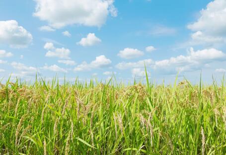 各地政策頻出，生物質(zhì)發(fā)電引重視