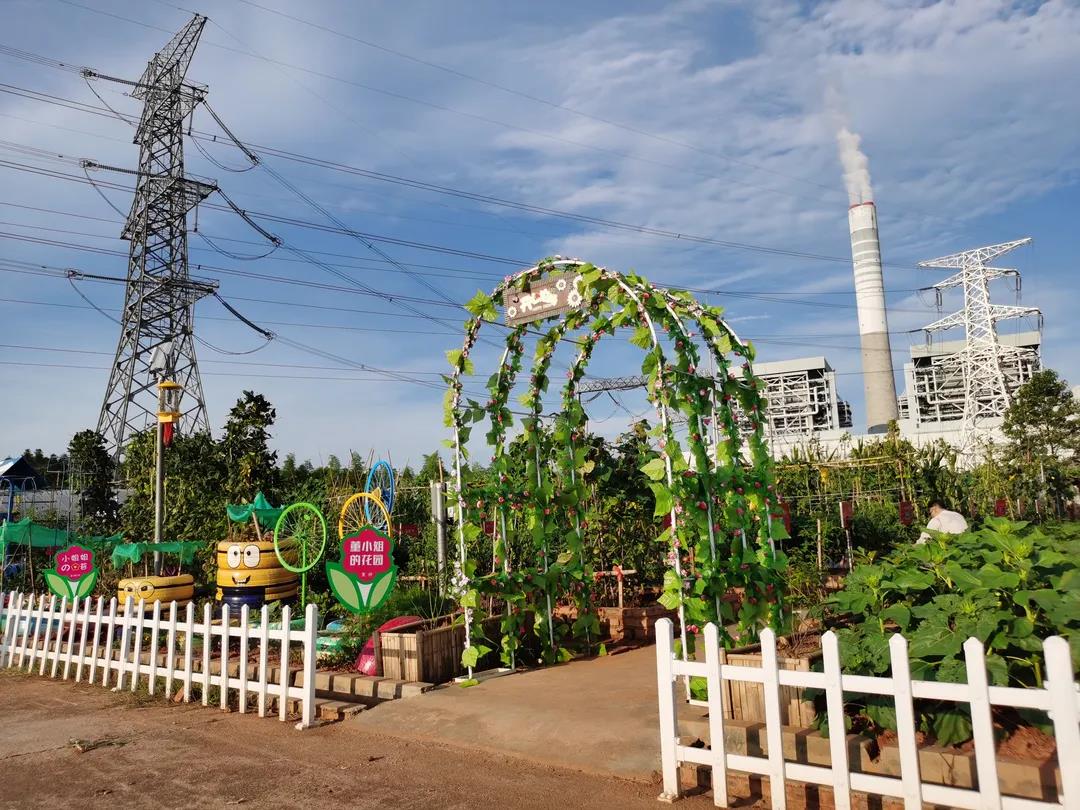 大唐華銀攸縣能源有限公司:網(wǎng)紅“職工菜地” 讓幸福像花兒一樣綻放