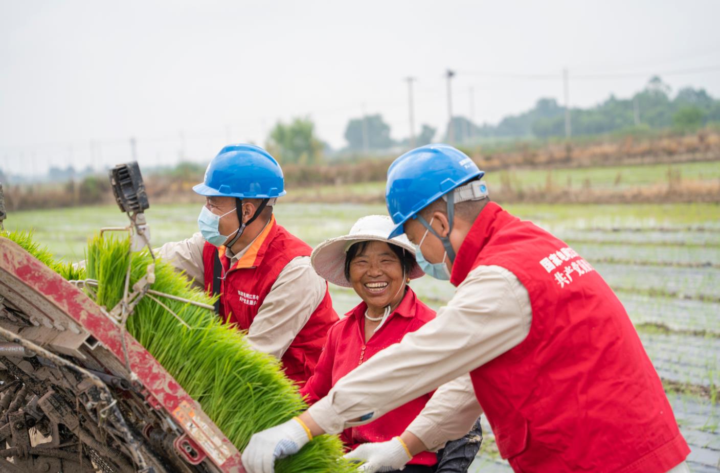 高淳供電:稻田染新綠 ?電力來守護