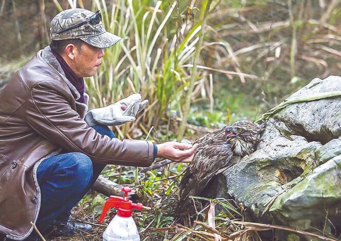 汪湜:升金湖畔守護(hù)東方白鸛