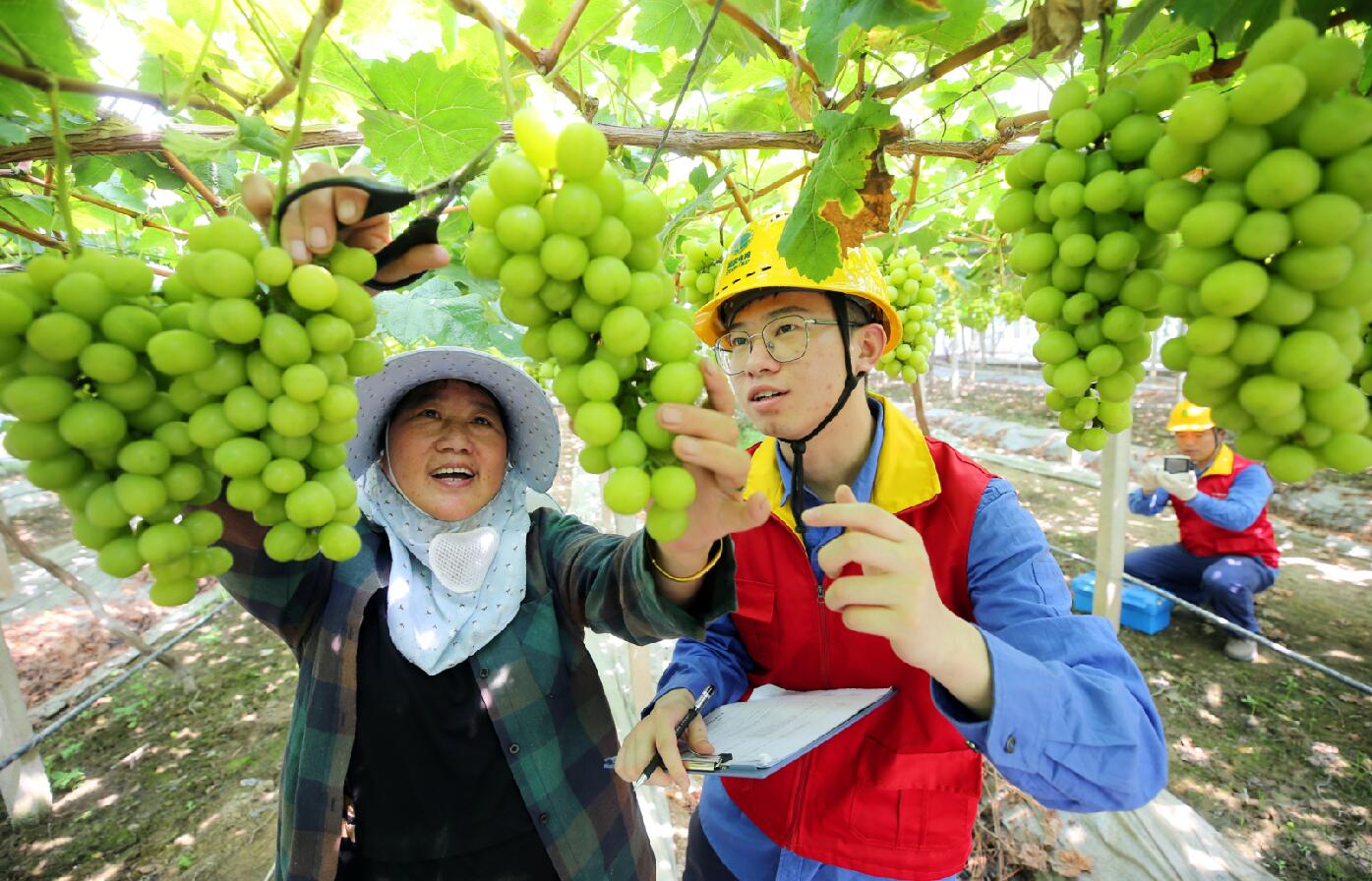 國網(wǎng)余姚市供電公司:用電有保障 葡萄“串”起致富路