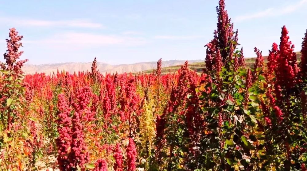 青海省海西州:藜麥豐收 電力護(hù)航