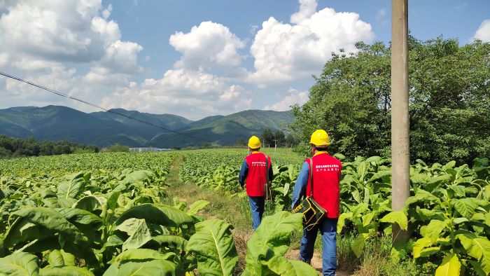 國網(wǎng)洛南縣公司“零距離”服務(wù)煙農(nóng) 護(hù)航“黃金葉”生產(chǎn)