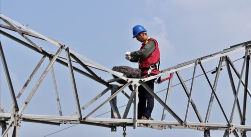 國網(wǎng)商丘供電公司:愛鳥護(hù)線 奏響和諧曲