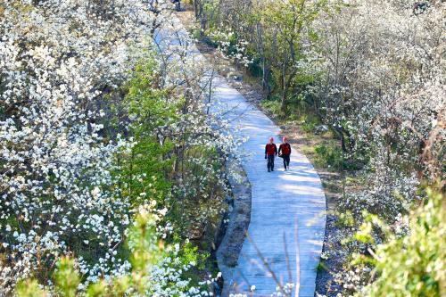 國網(wǎng)壽寧縣供電公司：梨山飛雪映紅霞 電力護航春意濃